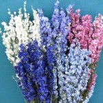 Beautiful Dried Larkspur Flowers