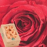 Verdissimo USA Preserved Roses