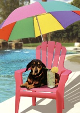 Singing Dog Musical Greeting Cards