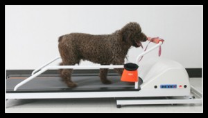 PetRun Professional Dog Treadmill