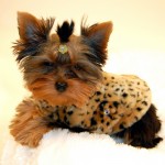 Adorable Fur Coat For Dogs