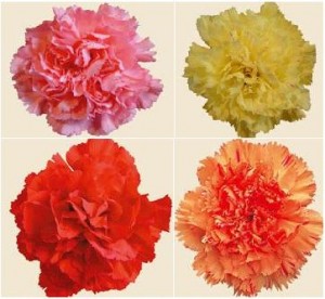 Colorful Carnations