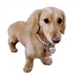 Adorable Dog Pearl Collar