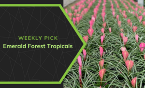 FGmarket’s Weekly Pick: Emerald Forest Tropicals