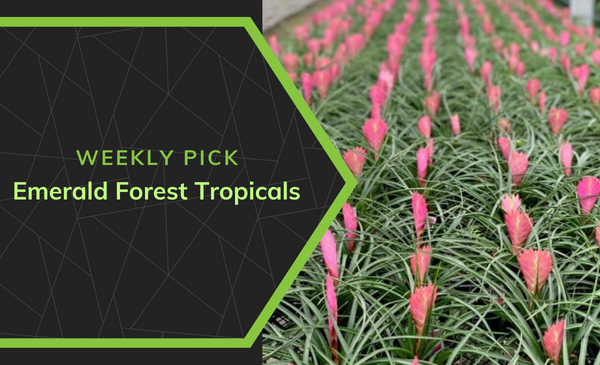 FGmarket's Weekly Pick: Emerald Forest Tropicals