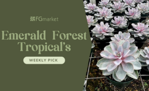 FGmarket’s Weekly Pick: Emerald Forest Tropical’s