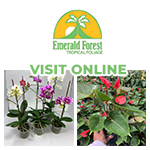 Emerald Forest Tropical's, Homestead, Florida