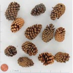 Lodgepole Pine Cones